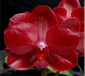 Phalaenopsis Haur Jih Fancy ‘Taida Red Jewel ‘ IN SPIKE