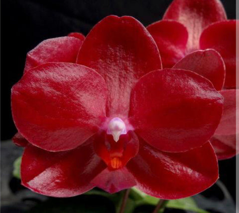 Phalaenopsis Haur Jih Fancy ‘Taida Red Jewel ‘ IN SPIKE/bud