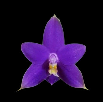 Phalaenopsis violacea Indigo x sib.  (Very Fragrant)