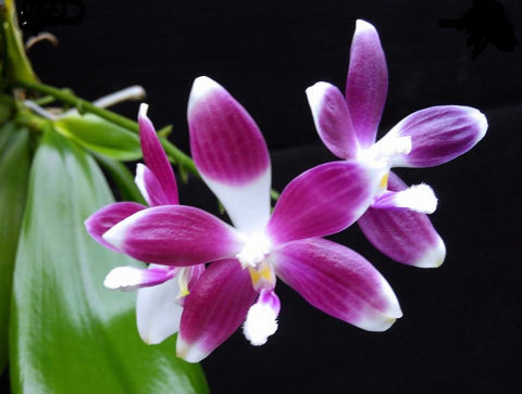 Phalaenopsis speciosa ‘purple’