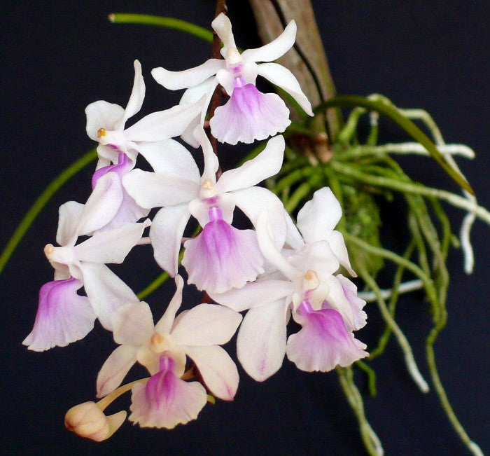 Holcoglossum amesianum – Orchid Classics