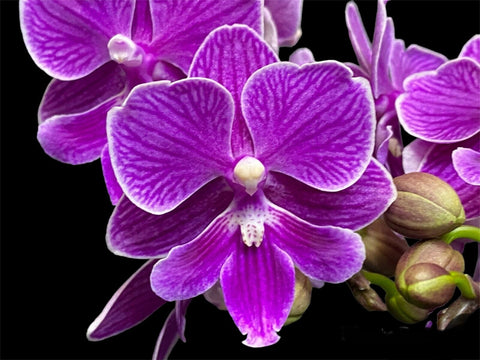 Phalaenopsis Lianher Scallops “1060-7”