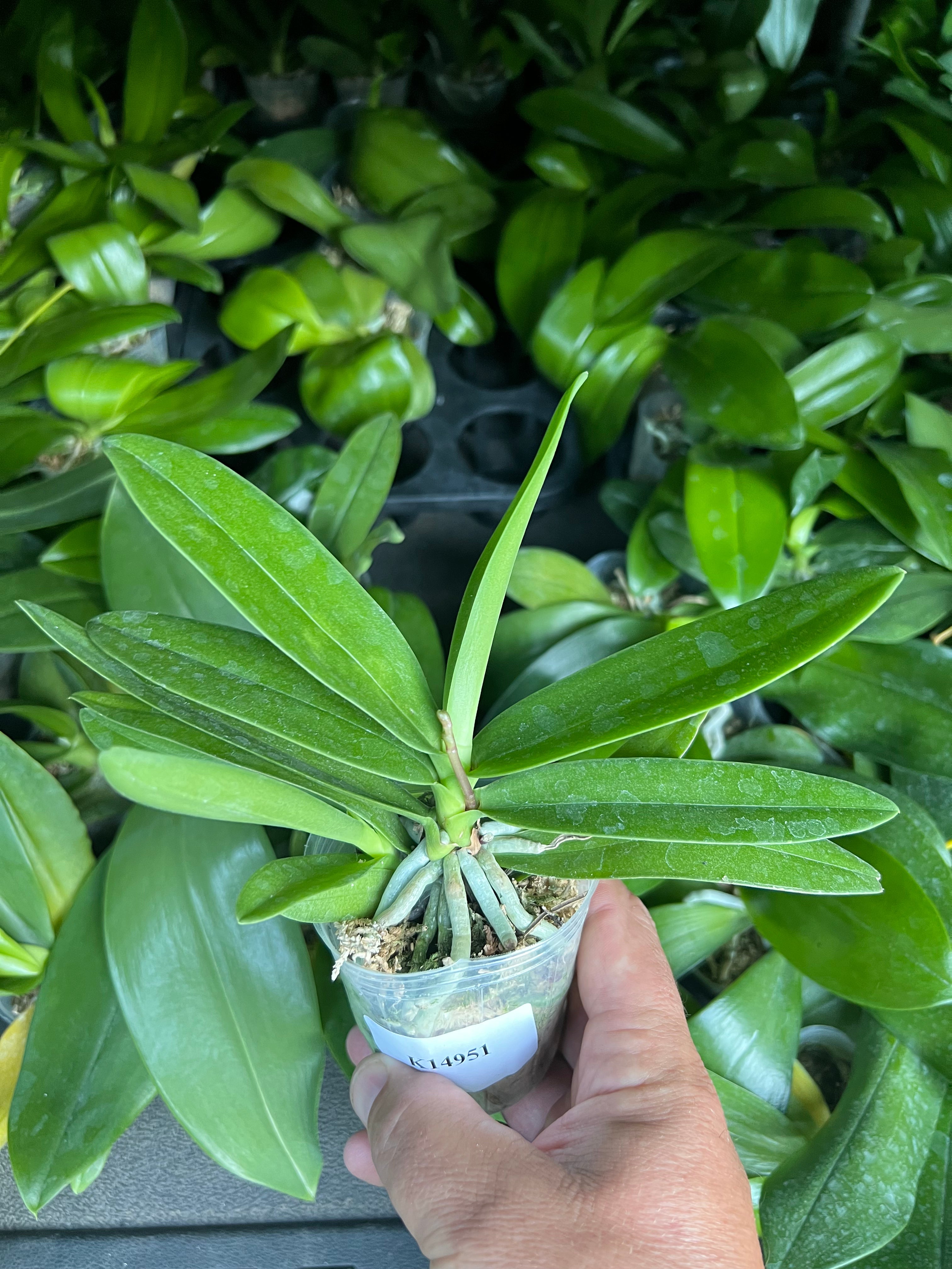 Phalaenopsis pulcherrima ’618’.