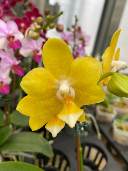 Phalaenopsis Younghome ’Golden Pixie’ (Fragrant) in bud/flower