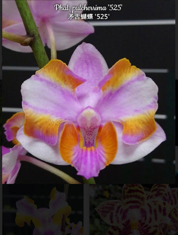 Phalaenopsis pulcherrima’525’ (IN SPIKE)