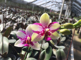 Phalaenopsis (Taisuco Midky -bellina) ‘Little Pixie’ FRAGRANT (Copy)