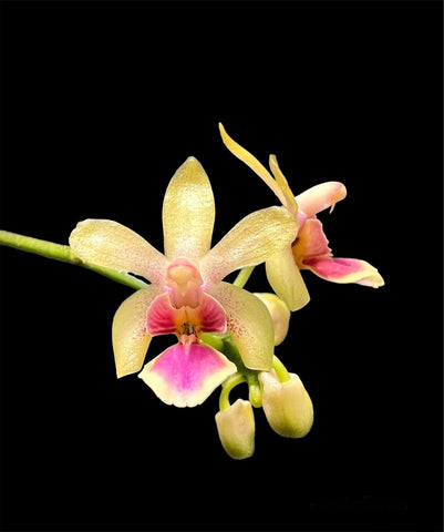 Phalaenopsis deliciosa 4N species