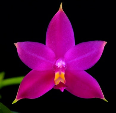 Phalaenopsis violacea var. Indigo’Red’ x sib.