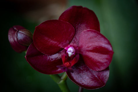 Phalaenopsis Haur Jih Fancy ‘Taida Red Jewel ‘ IN SPIKE/bud