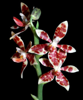 Phalaenopsis maculata sp.