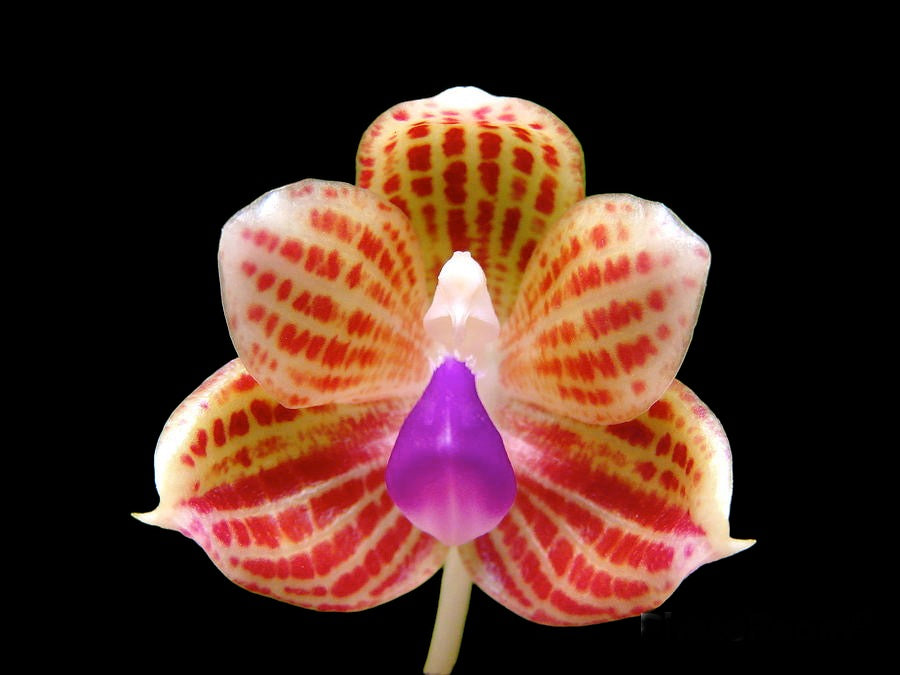 Phalaenopsis javanica x sib (species)