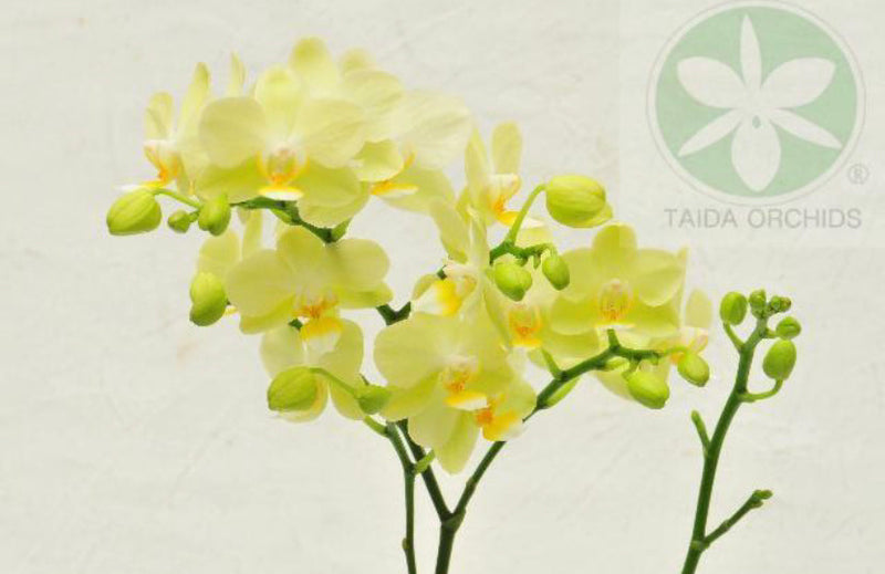 Пикси орхидея фото Пикси орхидея фото