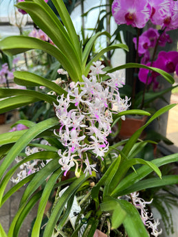 Vandachostylis Dainty Vanda   (Neofinetia falcata x Rhynchostylis retusa)