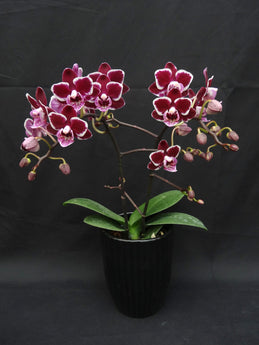 Phalaenopsis Sogo Vivien ‘Taida Little Pretty’