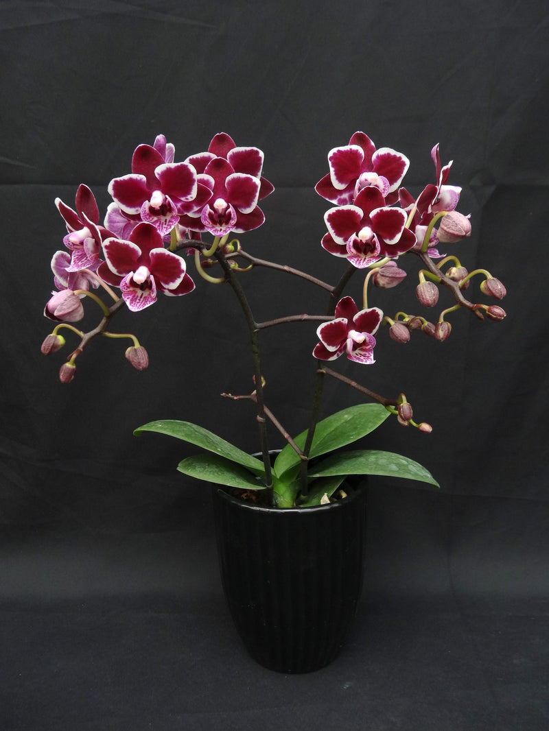 Phalaenopsis Sogo Vivien 'Taida Little Pretty'  Orchid Classics