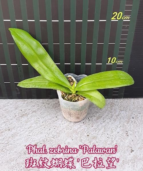 Phalaenopsis zebrina ‘Palawan’
