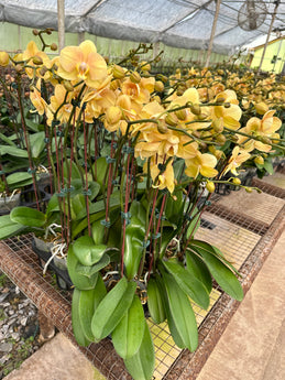 Phalaenopsis Ox Lottery Prince