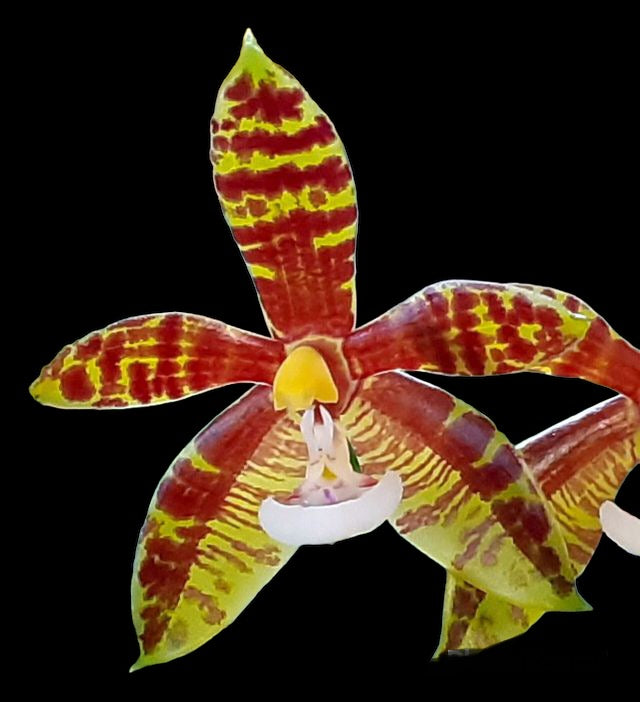 Phalaenopsis borneensis (species)