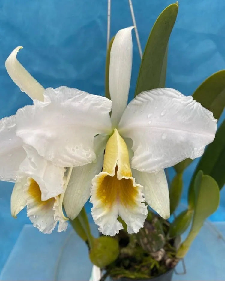 Cattleya. percivaliana alba (grandiflora ‘Sonia’ x ‘Fumaça’)