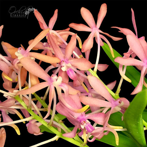 Ascofinetia Peaches Vanda (Neofinetia) falcata x Asctm. curvifolium. (IN SPIKE/FLOWER)