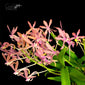 Ascofinetia Peaches Vanda (Neofinetia) falcata x Asctm. curvifolium. (IN SPIKE/FLOWER)