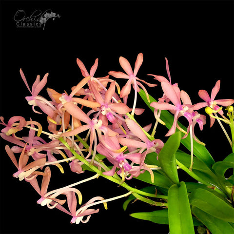 Ascofinetia Peaches Vanda (Neofinetia) falcata x Asctm. curvifolium. (IN SPIKE/FLOWER)