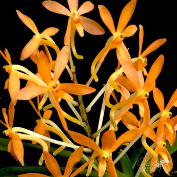 Ascofinetia Twinkle.    Vanda (Neofinetia) falcata x Ascocentrum miniatum