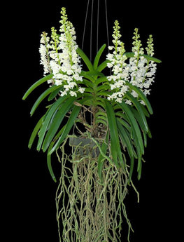 Rhynchostylis coelestis Alba (FRAGRANT)