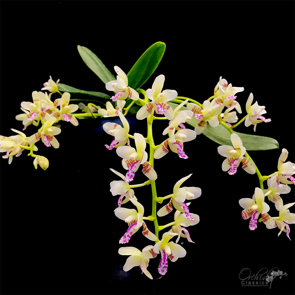 Phalaenopsis (Sedirea) japonica (Species IN SPIKE/ BUD )