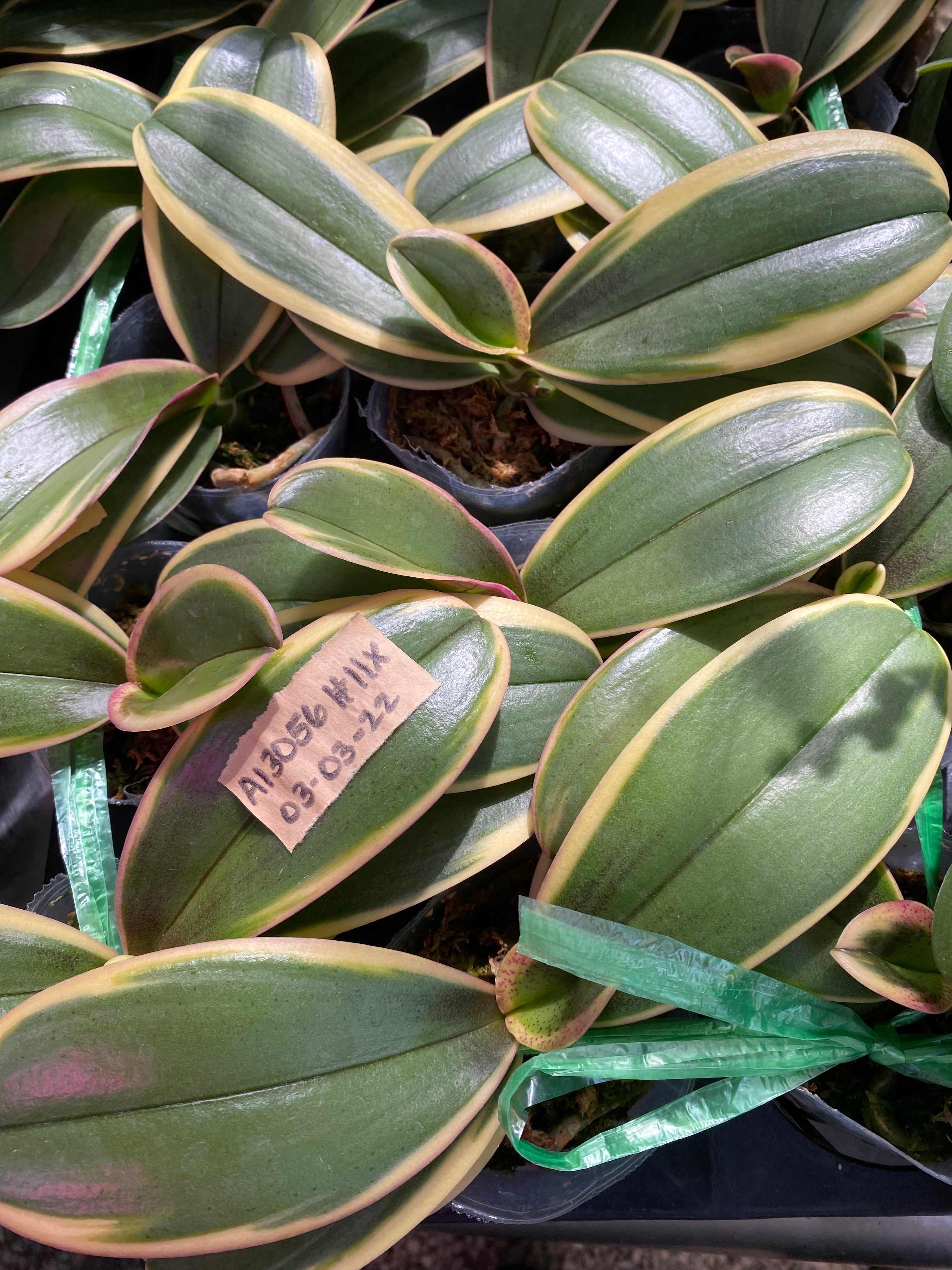 Phalaenopsis Chia E Yenlin ‘A406’