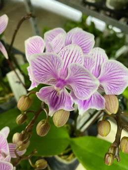 Phalaenopsis Tai Ling ‘Amethyst’