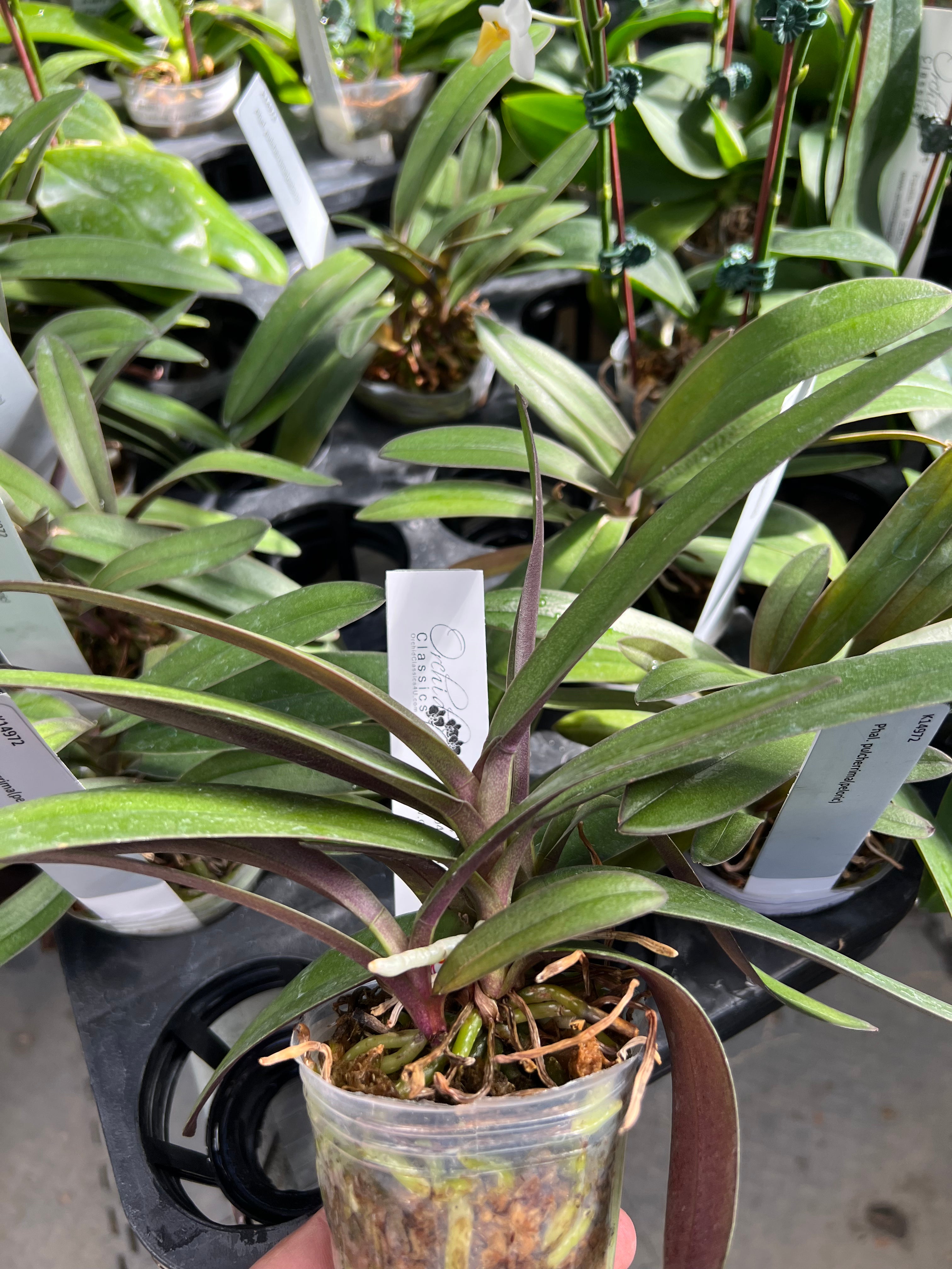 Doritis (Phalaenopsis) pulcherrima peloric