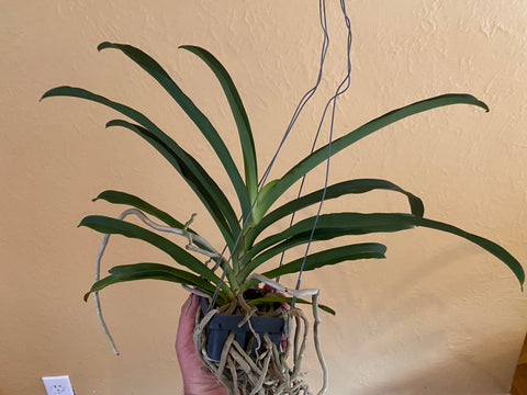 Sobennikoffia robusta