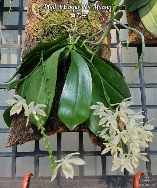 Phalaenopsis tetraspis ‘Mr. Huang’