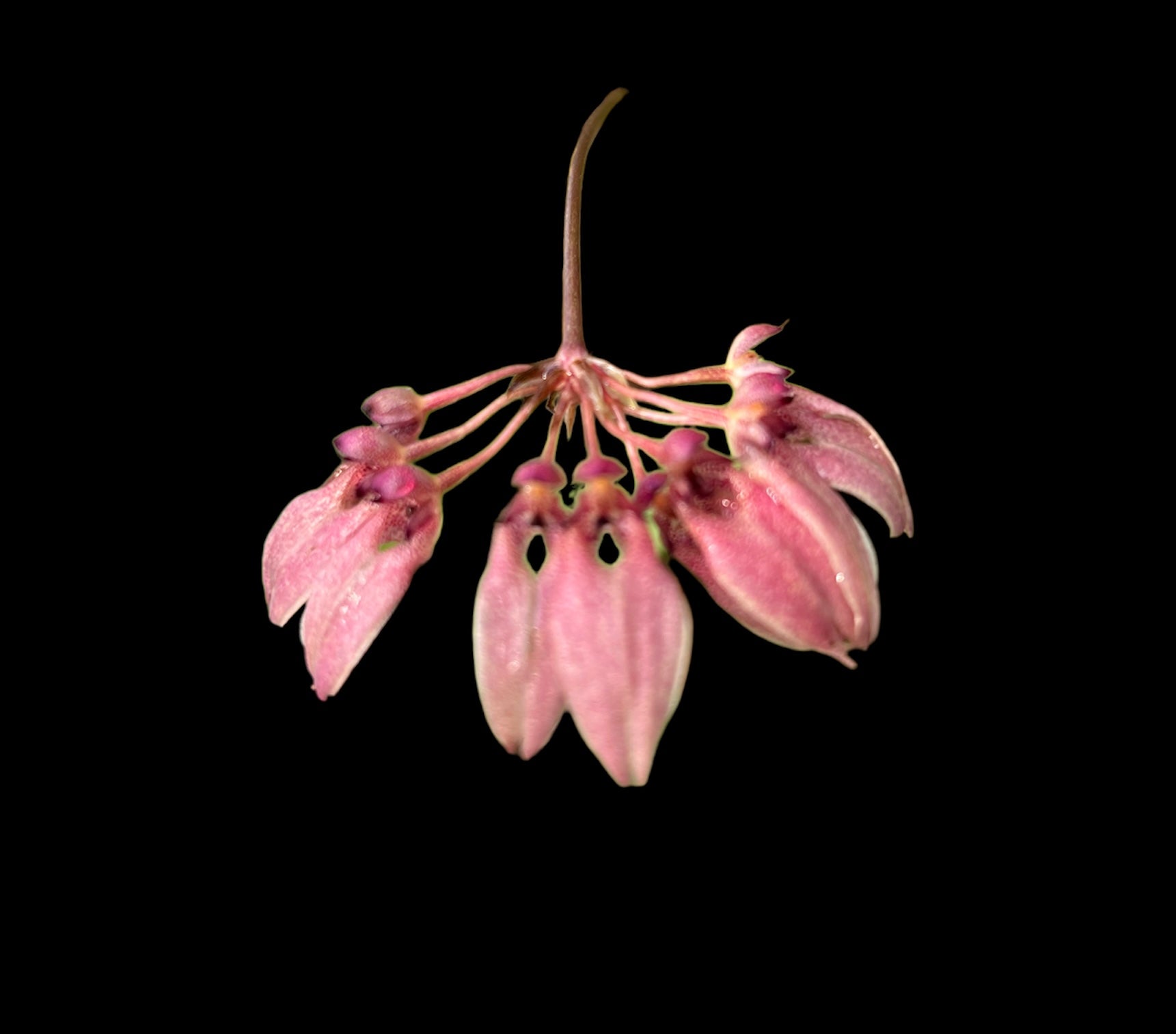 Bulbophyllum dentiferum ‘Emily’