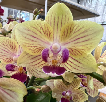 Phalaenopsis Sogo Allen ‘2095’