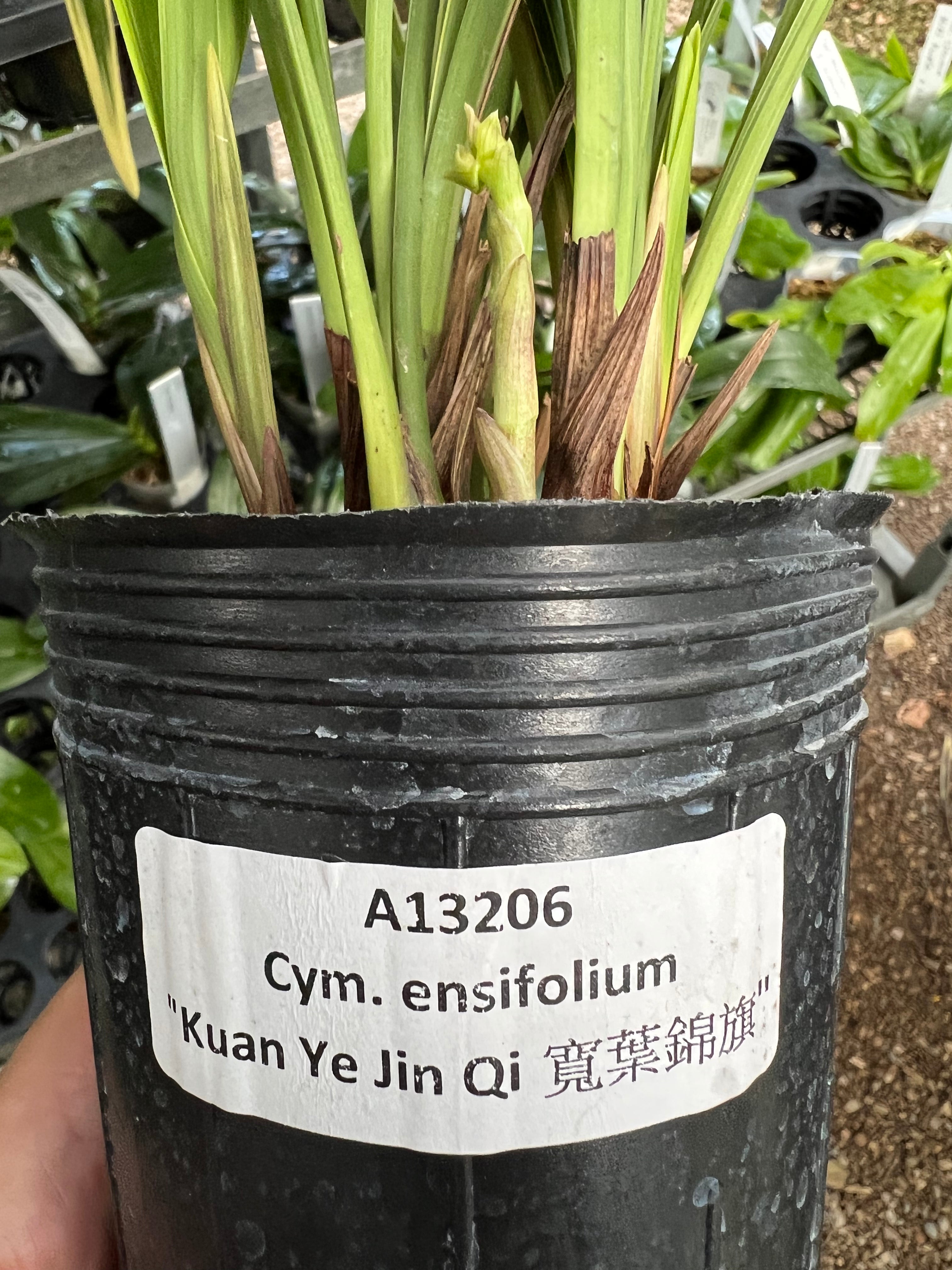 Cymbidium ensifolium ‘Kuan Ye Jin Qi’