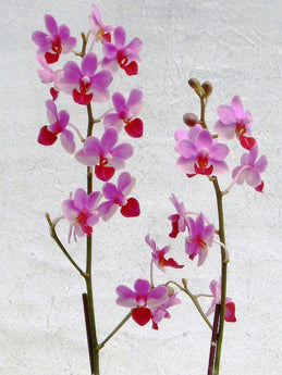 Phalaenopsis Liu’s cute Angel  (Dtps. Jia Ho Cherry x P. lobbii)