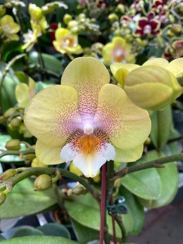 Phalaenopsis Younghome “Wallet “