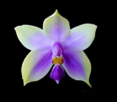 Phalaenopsis bellina var. Blue x sib