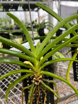Rhynchonopsis Dragon Charmy ‘Jairak’ (Phalaenopsis japonica x Rhynchostylis gigantea) XL