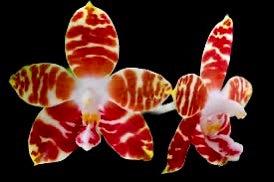 Phalaenopsis amboinensis ‘Nicole’ AM/AOS (SPIKING)
