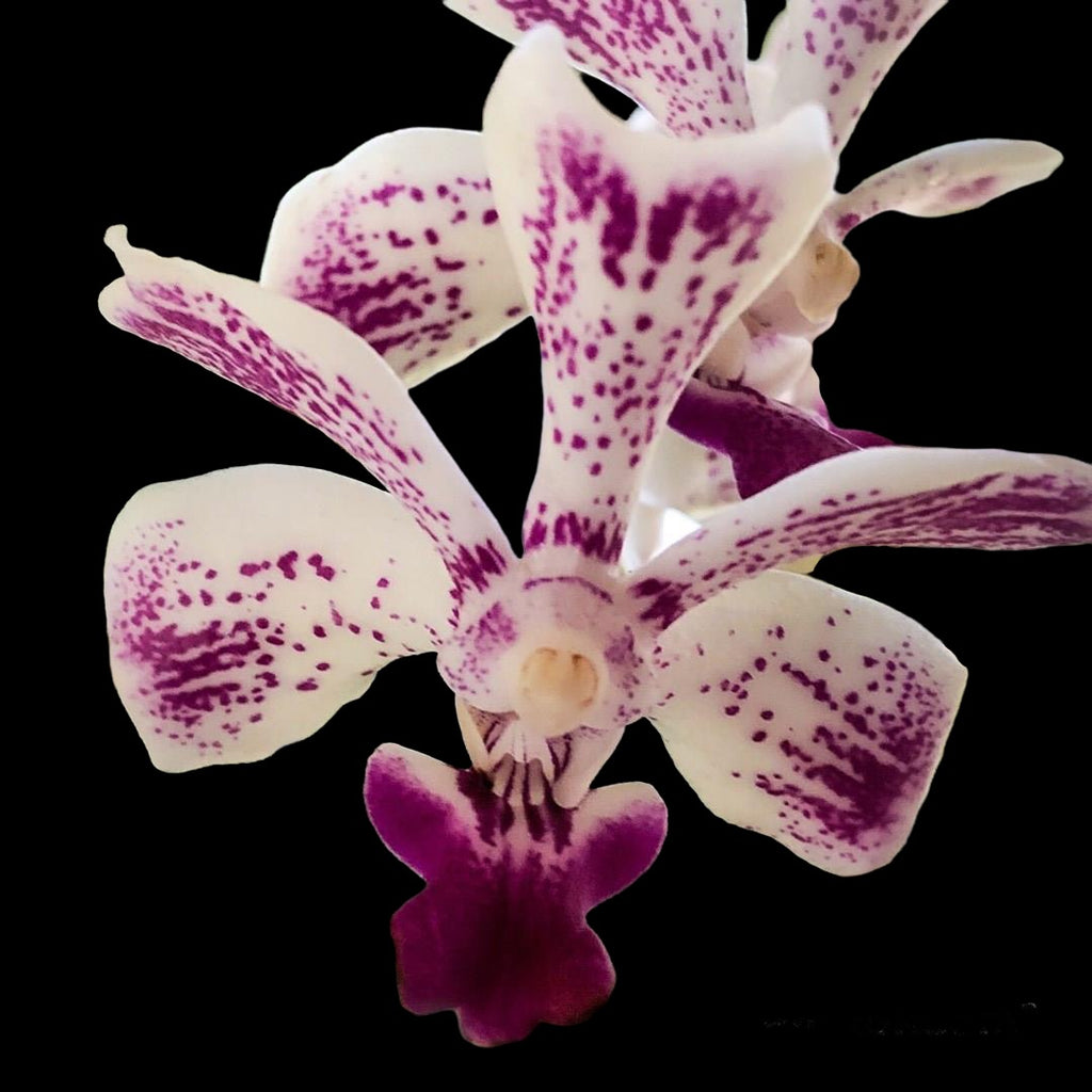 Vanda luzonica species – Orchid Classics