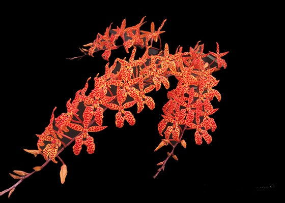 Renanthera  monachica