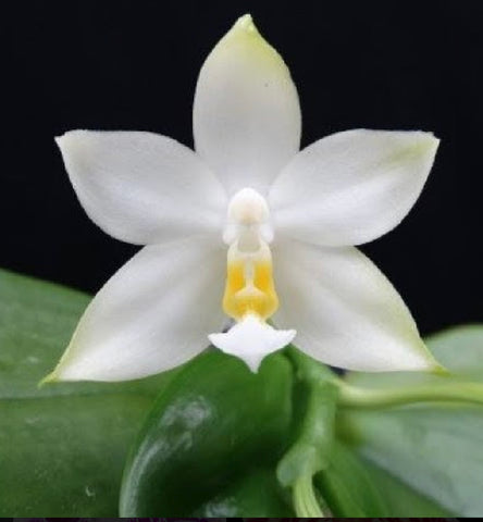 Phalaenopsis violacea var. Alba x sib.