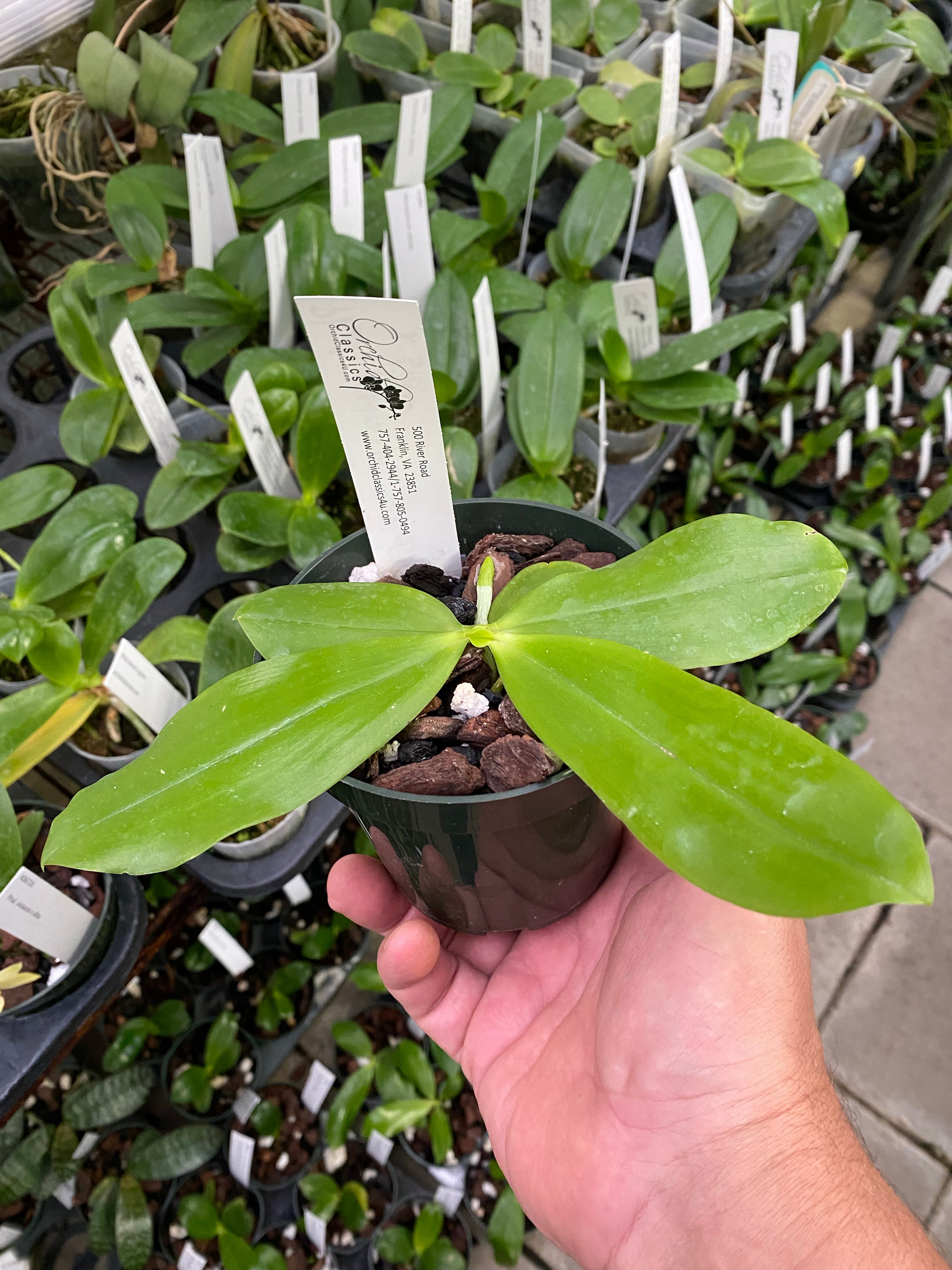 Phalaenopsis testraspis var. ‘Coffee’ x sib.