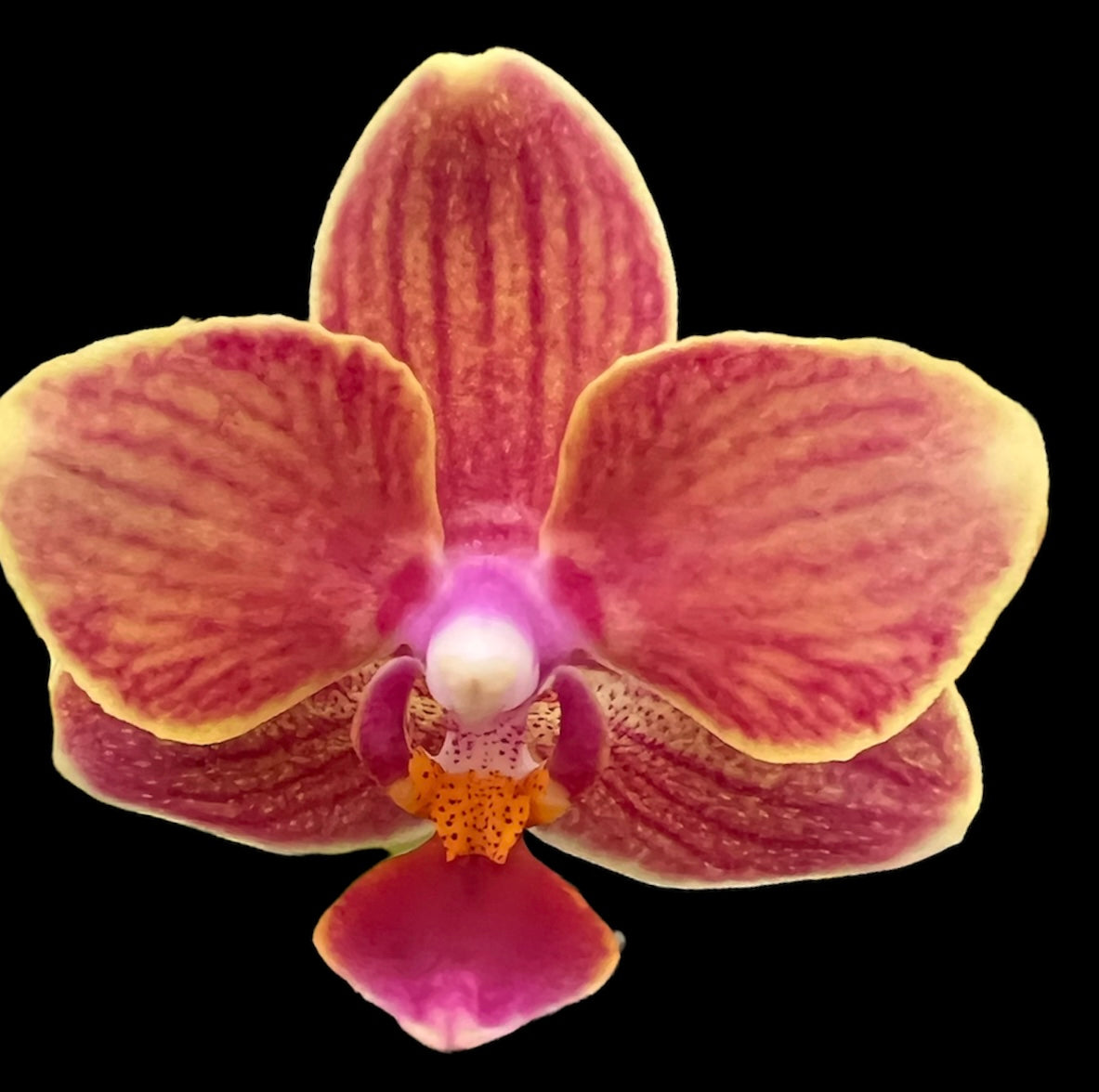 Phalaenopsis ‘ ARK 1018’