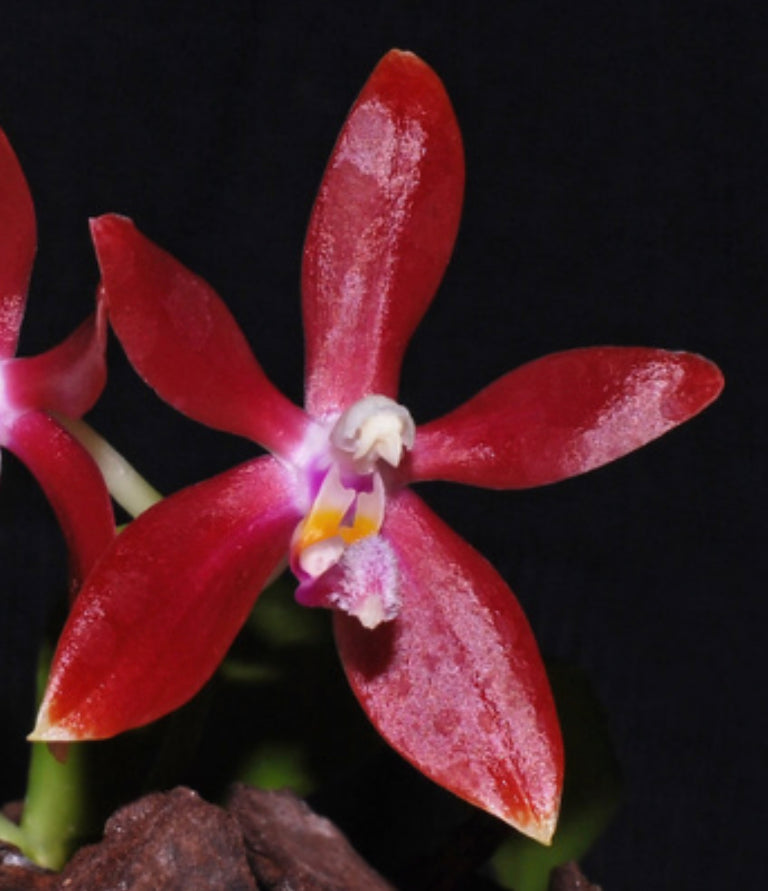 Phalaenopsis bastianii Red x sib.