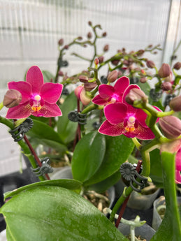 Phalaenopsis Younghome “Little Vermillion”