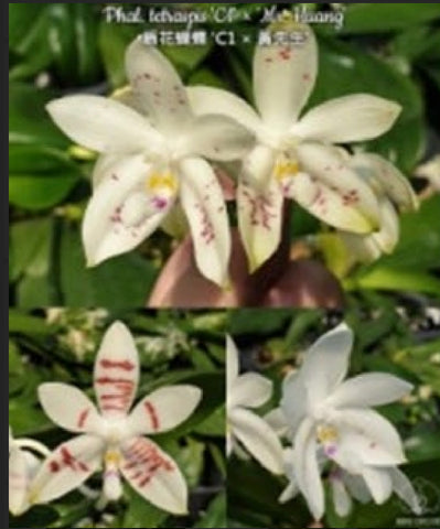 Phalaenopsis testraspis ‘C1’ x ‘Mr. Huang’